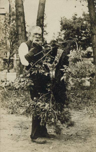 Mr. T.M. Yullick holds onto a branch with a swarm of bees.
