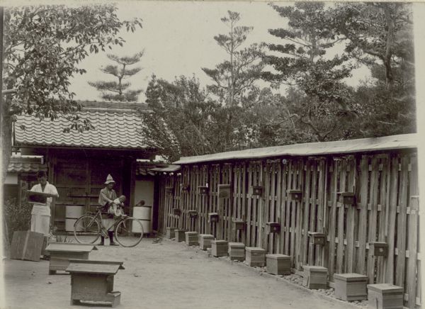 Men working, possibly breeding queen bees, in Nonogakei apiary in Okucho, Japan, Owari domain (present day Aichi prefecture).