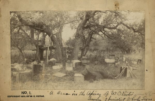 A dead bear in the apiary of W.O. Victor, and the remains of the apiary. There are several rifles next to the bear.