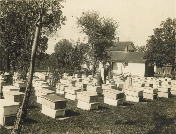 Sophia Leonard's 185 colony apiary.
