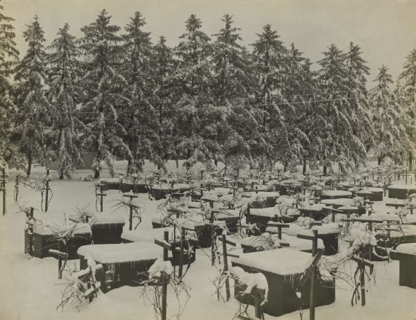 A.J. Root apiary in the winter.