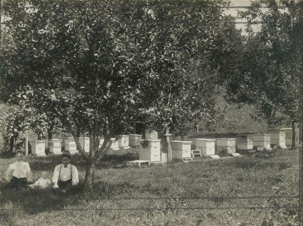 A family, man, woman and infant, sitting under a tree in a bee apiary. Behind them are rows of hives.