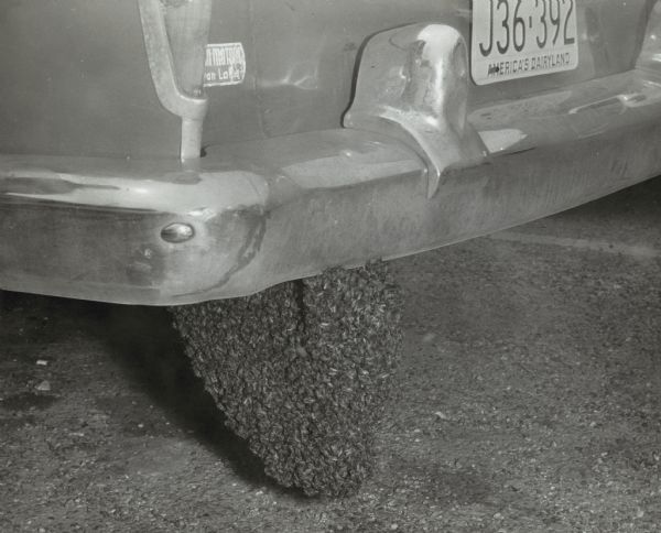 A swarm of bees on the tail pipe of a car.