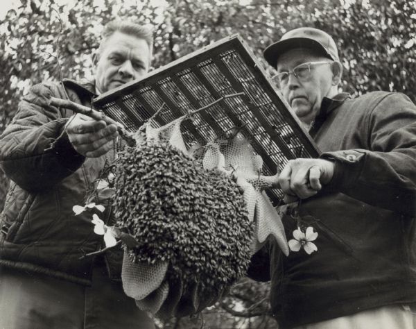 Two men hold onto a piece of grating and a stick on which bees have nested and made honeycomb.