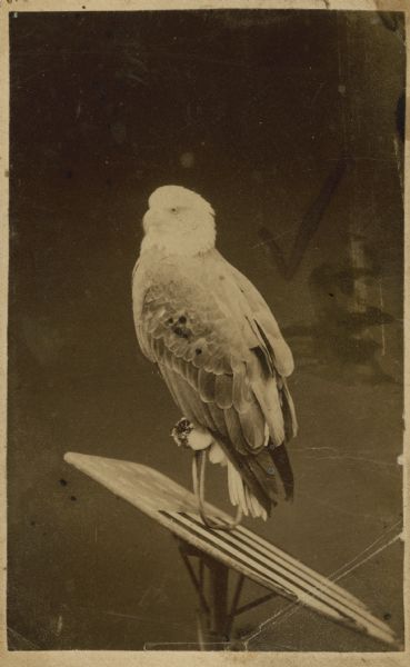 Centennial photograph of Old Abe, perched on a stars and stripes shield. The live war eagle was carried during the Civil War, by the 8th Wisconsin Volunteer Infantry Regiment.