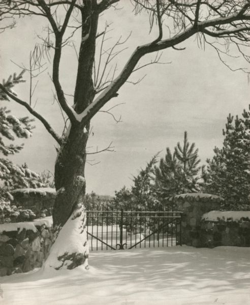 A wintery entrance to Second Point, with an iron gate and a large tree in front. Although undated, it is likely this photograph was taken while Picnic Point was owned by the Jackson Family.