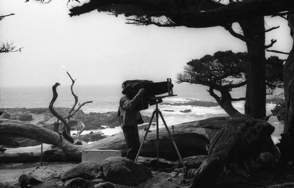 Photographer Ansel Adams under his dark cloth looking through the groundglass of his 8 x 10 field camera in a wooded area near Point Lobos. The Pacific Ocean is visible in the background.
