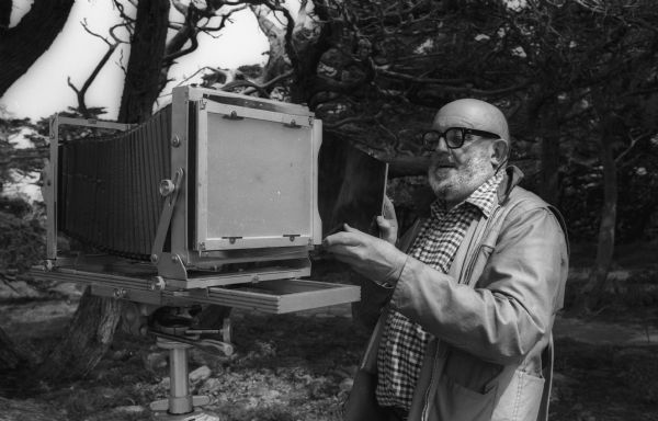 Ansel Adams replaces the dark slide into the camera having just made a photograph at Point Lobos.