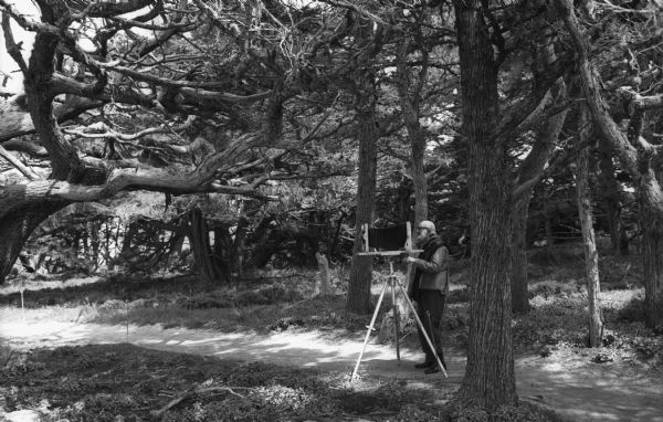 Ansel Adams with his field camera among the trees at Point Lobos.
