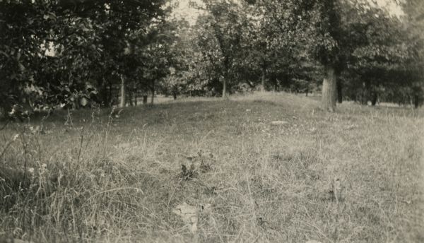 An animal effigy burial mound at the Williams South mound group on the north shore of Lake Kegonsa.