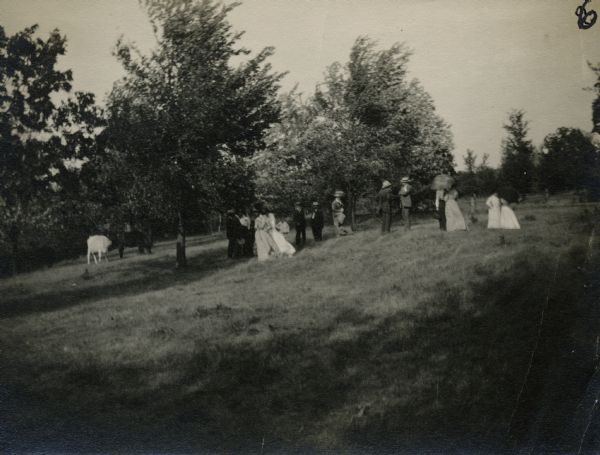 A sightseeing party wanders among cows and Native American burial mounds near the popular picnic area at Merrill Springs, on the south shore of Lake Mendota. (Also known as Merrill's Spring.)