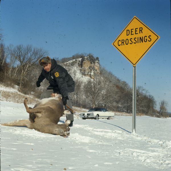 A Wisconsin game warden removes a dead deer in the snow that had been struck by a vehicle from a rural Vernon County highway next to a deer crossing sign.