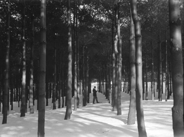 A man mapping a planted stand of white pines in Devil's Lake State Park. He is wearing snowshoes.
