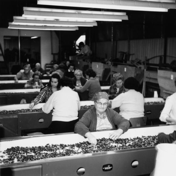 As the recently-harvested cranberries move past them on a conveyor belt, they are inspected for quality by a work force made up primarily of women.