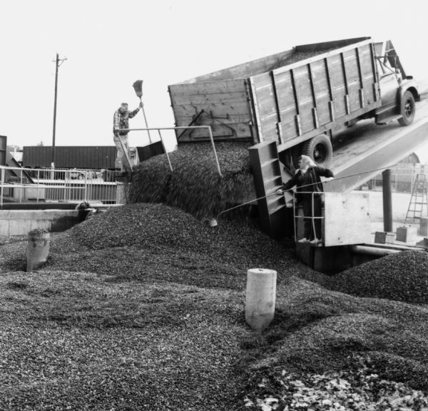 Dumping a truckload of freshly harvested cranberries.