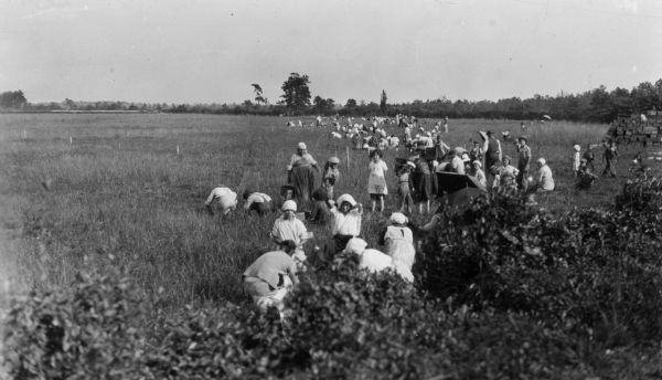 Wisconsin cranberry pickers, mostly women and children.