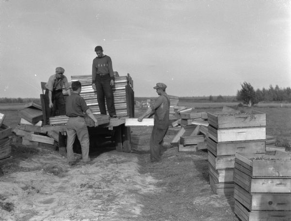 A crew of agricultural workers loads boxes of cranberries for transport to the drying sheds.