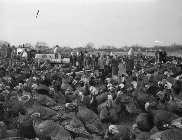 People are standing in the middle of a flock of turkeys at the Frank Lyons Turkey Farm, Verona.

