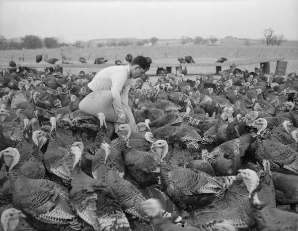 Frank Lyons feeds a flock of turkeys on the Frank Lyons farm, Verona.