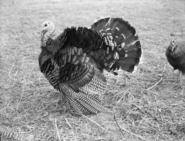 A turkey fans his tail at the Frank Lyons Turkey Farm, Verona.