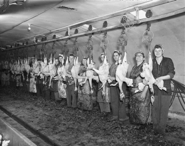 Female workers on the production line at Lyons Turkey Farm, Verona, plucking turkeys.