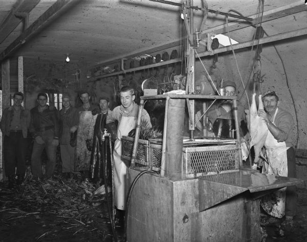 Men scalding turkeys to remove feathers in the production area at the Frank Lyons Turkey Farm, Verona.
