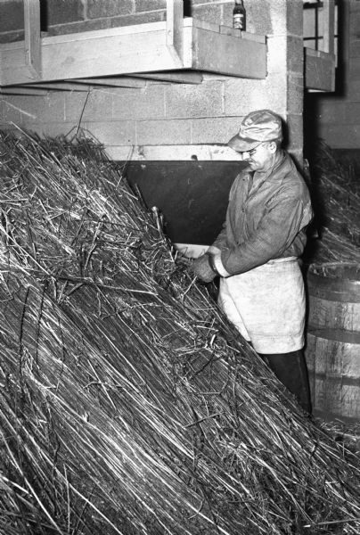 Herman Elies slashing the twine ties from the hemp bundles to be processed into cordage for rope during World War II at a hemp mill on Highway 51 in DeForest.