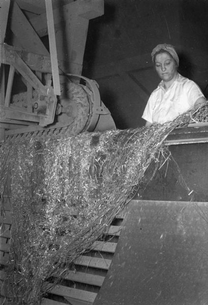 A woman is feeding hemp stalks into a crusher for rope production during World War II.