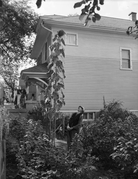 William Herrling looking at a very tall sunflower plant growing beside his house, 2123 University Avenue.