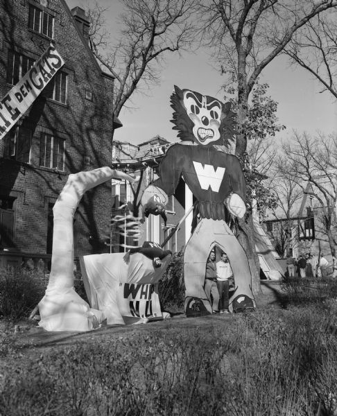 The Phi Delta Theta fraternity house, 222 Langdon Street, is decorated for Homecoming with a theme of Bucky Badger whipping the Northwestern University Wildcats football team. Two six-foot-tall fraternity members, Don Johnson, left, and Don Fircho, on the right, are standing between the legs of a twenty-two foot replica of Bucky Badger.