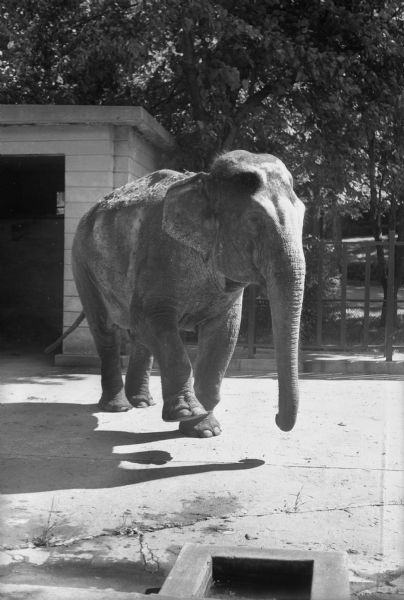 Annie the Elephant at Henry Vilas Zoo (Vilas Park Zoo), walking out of her winter indoor quarters.  Annie died Feb. 24, 1948 and was replaced by a "new Annie."
