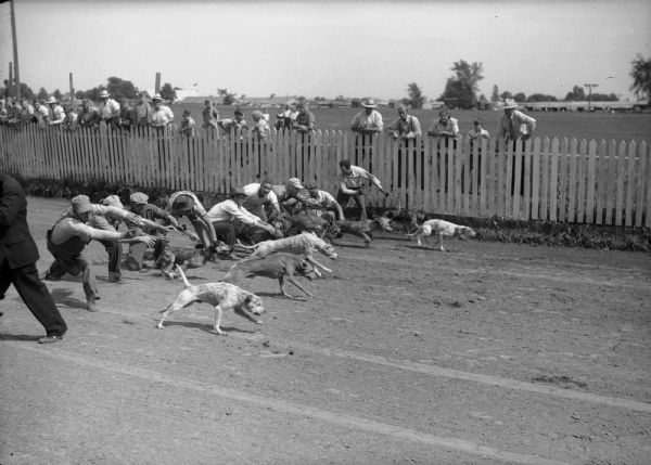 Coon dogs starting race with handlers and spectators in background.