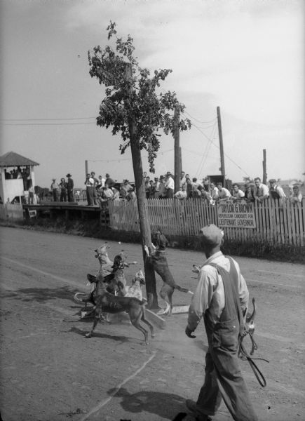 Coon dogs treeing a raccoon with handler and spectators observing. Sign on spectators' fence says: "Elect Taylor G. Brown, Republican Candidate for Lieutenant Governor."