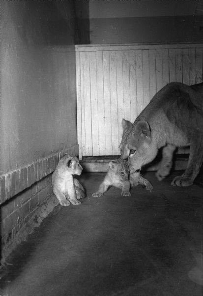 Duchess, the lioness at Henry Vilas Zoo (Vilas Park Zoo), with two newborn cubs, born November 5th.
