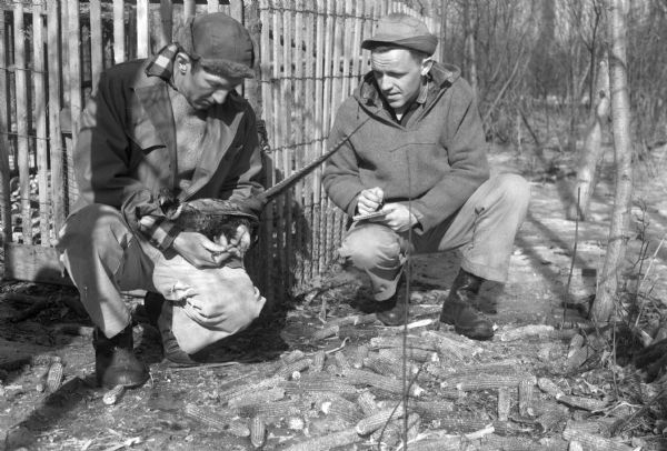 Robert McCabe, University of Wisconsin Arboretum biologist, and Jim Hale, his assistant, study the band on one of the pheasants caught in the trap in the background. Facts which they are discovering will be used in game management. They are following research concepts evolved by Aldo Leopold, Professor of Wildlife Management at the University of Wisconsin.