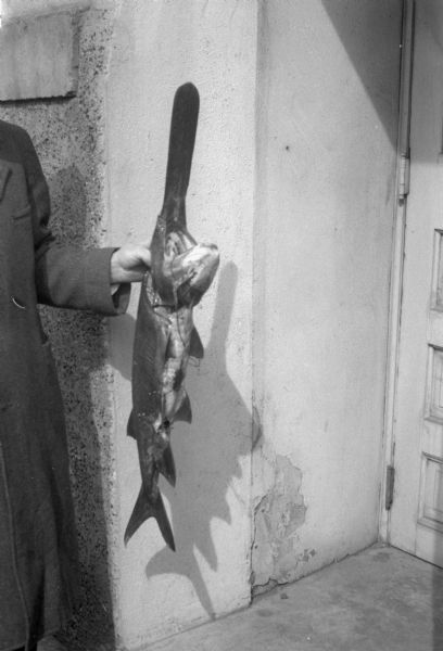 A dead spoonbill catfish ("Polydon Spathula") found by former Dane County Coroner Wayne Fisher in a pothole along the Wisconsin River at Prairie du Sac.  The fish is extremely rare as a result of having been over fished.