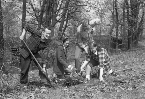 Annual University of Wisconsin-Madison student work day project located at Picnic Point. Uprooting a tree stump, left to right are: Ronald Giblin, Leatrice Whitcher, Walter Cieslukowski, and Monnie Abrams.