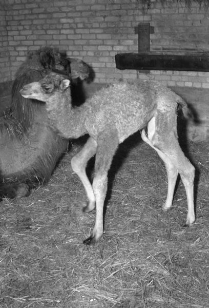 Two-day-old camel with its mother, Zora, at the Henry Vilas Zoo (Vilas Park Zoo).