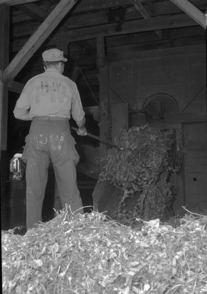 German prisoner of war pitching pea vines into a viner at a cannery.