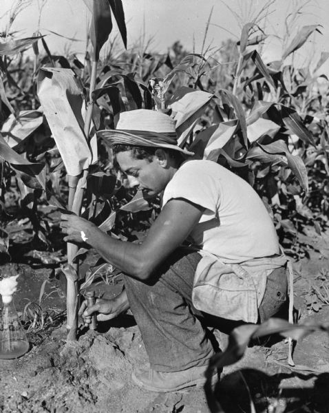 Man in cornfield, tending a plant.