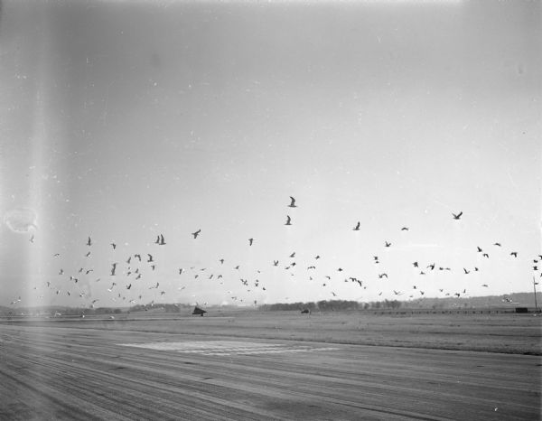 A flock of gulls flying over a runway at Truax Field, menacing aircraft and raising concerns for safety.