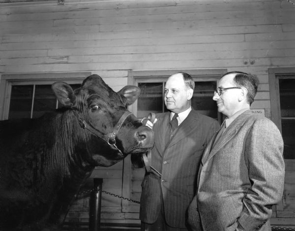 Charles Brace, Lonerock, fieldman for the National Holstein-Friesian Association, showing a Holstein cow to L.E. Shmaragd, Palestine, at the University of Wisconsin-Madison dairy herd. Mr. Shmaragd is touring the United States for the purpose of purchasing some of the American high-production Holsteins.