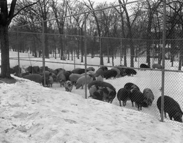 Pigs in fenced-in tennis court at Nakoma Park on Nakoma Road. A truck loaded with about 80 hogs overturned in the 3600 block of Nakoma Road near the arboretum duck pond and "pigs ran all over Nakoma" in the words of Police Officer John D. Henry. Forty-six hogs were rounded up by the police officers and men from the Oscar Mayer and Co. packing firm.