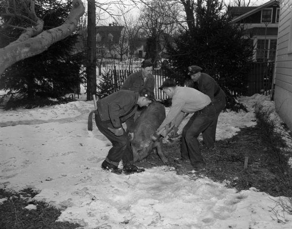 Four men wrestling with escaped pigs in the backyard of a home in the Nakoma neighborhood. A truck loaded with about 80 hogs overturned in the 3600 block of Nakoma Road near the arboretum duck pond and "pigs ran all over Nakoma" in the words of Police Officer John D. Henry.  Hogs were rounded up by the police officers and men from the Oscar Mayer and Co. packing firm.