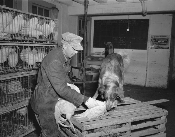 Irvin Thompson with Andy, a chicken retrieving dog, placing an escaped chicken into a crate at the Southern Wisconsin Produce Company, 633 West Doty Street. Also shows many cages of live chickens.