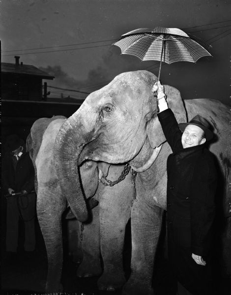 Pictured are three elephants from Whitbeck Motion Pictures, California, and Robert Zimmerman, assistant secretary of state and board member of Circus Fans Association of America, holding an umbrella over the elephants heads. The elephants are with the Polack Brothers show, sponsored by the Madison Zor Shriners.