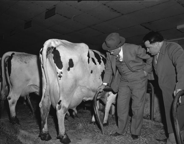 Governor Oscar Rennebohm farm, on U.S. Highway 151, five miles east of the Capitol between Madison and Sun Prairie. Governor Rennebohm and Ed Mercer admire a cow.