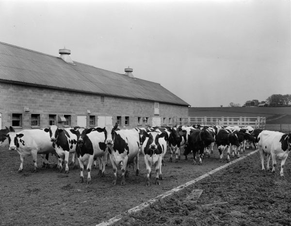 Governor Oscar Rennebohm farm, on U.S. Highway 151, five miles east of the Capitol between Madison and Sun Prairie. Shows a herd of Holstein cows and a farm building.