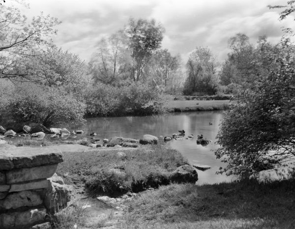 Duck pond at the University of Wisconsin-Madison Arboretum, a favorite spot for Madison children where mallard ducks live year around.