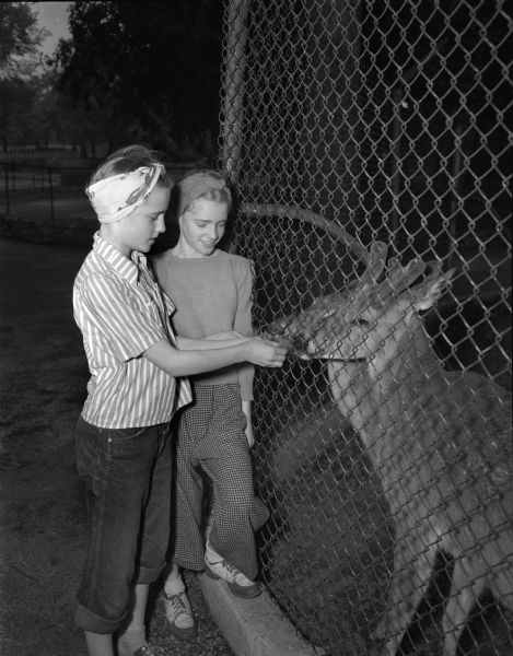 Jane and Jone Johnson, daughters of Mr. and Mrs. Lester Johnson of Black River Falls, feeding two Virginia deer at Henry Vilas Zoo (Vilas Park Zoo).